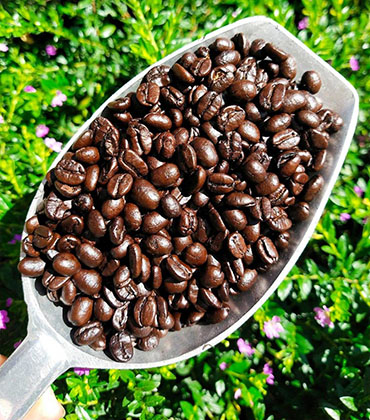 Americano